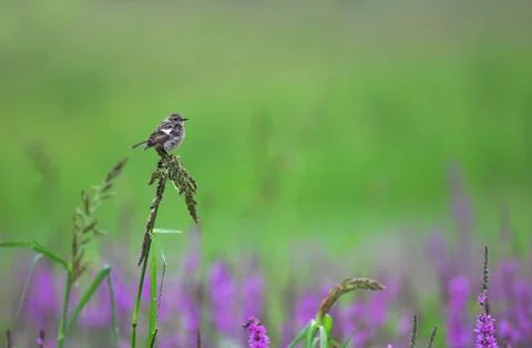 Common stonechat Stock Photos