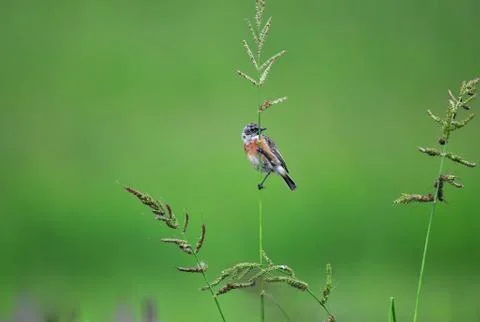 Common stonechat Stock Photos