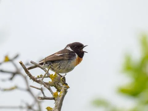 A common stonechat sitting on a small twig Stock Photos