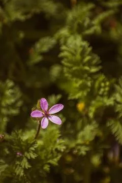 Common stork's-bill in the grass Stock Photos