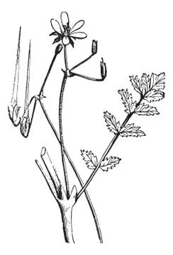 Common Stork's-bill or Redstem Filaree or Erodium cicutarium, vintage engravi Stock Illustration