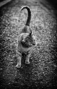 Common stray cat Stock Photos