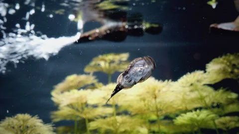 Common Suckerfish pleco algae eater swimming in planted tank at Aquaria KLCC Video stock 332649388