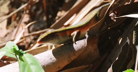 Common Sun Skink Eutropis multifasciata resting on dry forest floor Stock-Footage 335712501