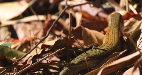 Common Sun Skink Eutropis multifasciata on dry forest leaf litter Stock Footage 340540255