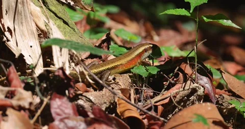 Common sun skink resting on forest floor leaf litter Видео 333007871