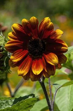 Common sunflower with orange and rust coloured petals Stock Photos