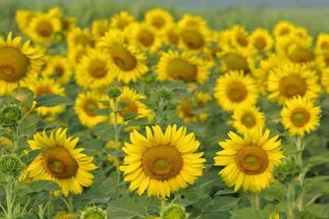 Common sunflower Foto stock