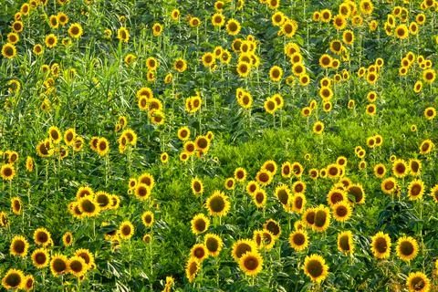 Common sunflower Stock Photos