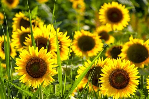 Common sunflower Stock Photos