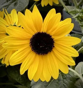 Common sunflower Stock Photos