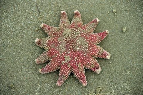 Common sunstar starfish Foto stock
