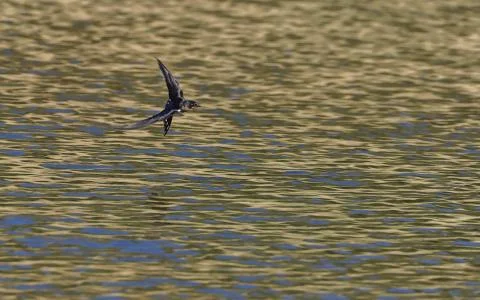 Common swallow in flight. 写真素材