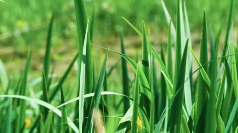 Common sweet flag is green Stock Footage 314057094