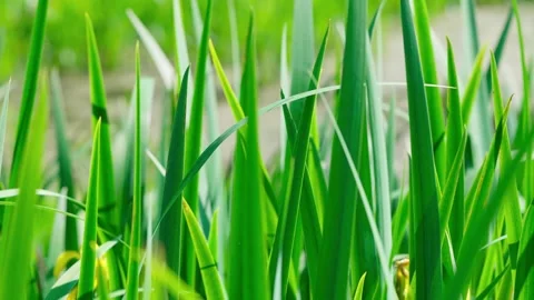 Common sweet flag is green Stock Footage 314057096