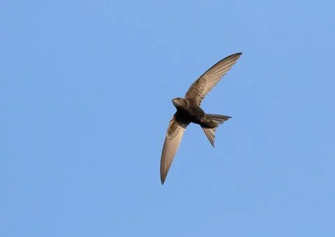 Common swift, Apus apus. A bird flies against a blue sky Stock Photos