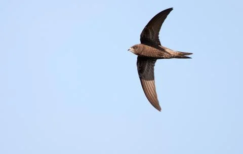 Common Swift, Apus apus Stock Photos