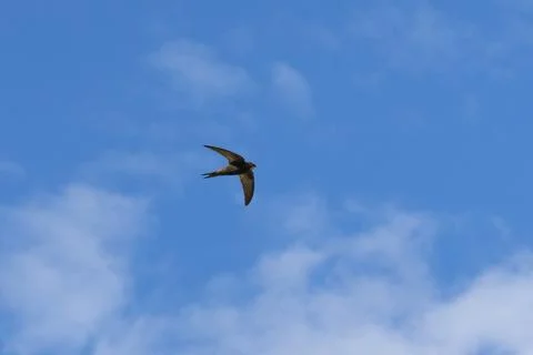 Common swift, Apus apus. Stock Photos