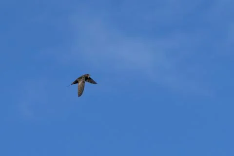 Common swift, Apus apus. Stock Photos