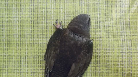 The Common Swift , Apus apus, is the swi... | Stock Video | Pond5