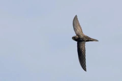 Common swift banking in flight at Malahide Estuary, Dublin Stock Photos