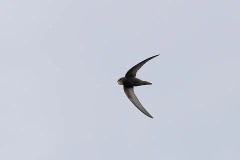 Common swift banking in flight at Malahide Estuary, Dublin Stock Photos