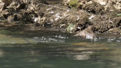 Common Swift Bird Crashed in Fast Flowing River and Makes it to Shore Vídeo Stock 220643347