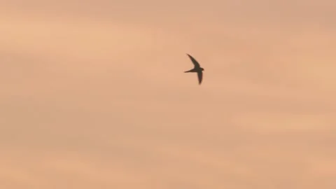 Common swift bird in flight in slow motion at sunset. Bird flying 240fps Stock Footage 199043654