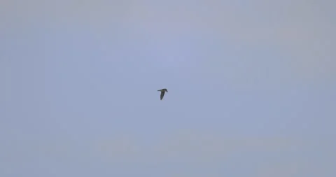 Common swift in flight, 4K slomo Stock Footage 240542687