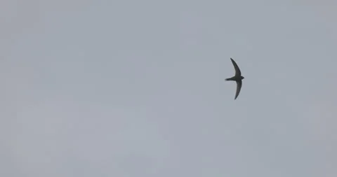 Common swift in flight, 4K slomo Stock Footage 240543682