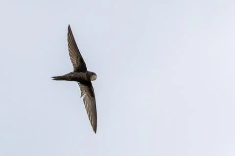 Common swift in flight seen from below at Malahide Estuary, Dublin Stock Photos