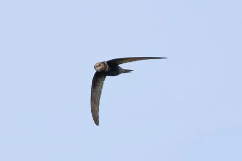 Common swift in flight showing its pale throat at Malahide Estuary, Dublin Stock Photos