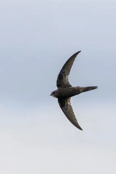 Common swift in flight with wings raised at Malahide Estuary, Dublin Stock Photos
