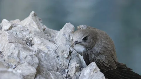 Common Swift Resting on a Rock after Falling into Water, Close Up Stock Footage 218232116