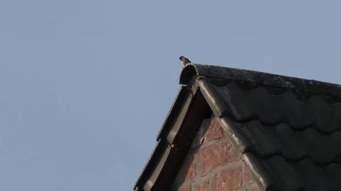 Common swift sitting on a rooftop Video stock 76762488