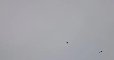 Common swift soars against the sky, 4K slomo Stock Footage 240543502