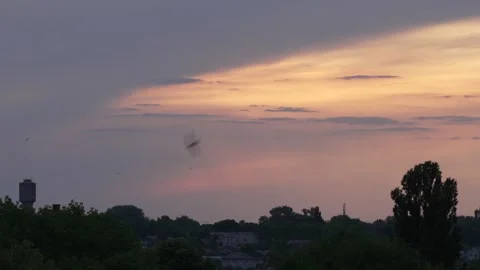 Common swifts flying in the sunset sky over an urban landscape, 8K resolution Stock Footage 336405455