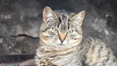 Common tabby cat is meditates Stock Footage 82933100