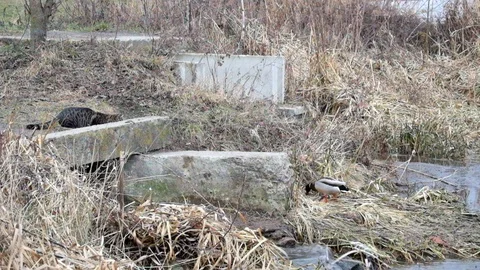 Common tabby cat wanted to catch a wild duck mallard, but blundered 스톡 동영상 86108904