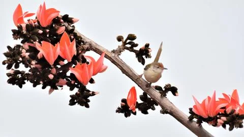 Common tailor bird on tree branch with flowers Stock Photos