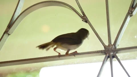 Common Tailorbird Knocking on Window (Orthotomus sutorius) Stock Footage 41448484
