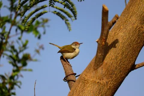 Common tailorbird perching Stock Photos