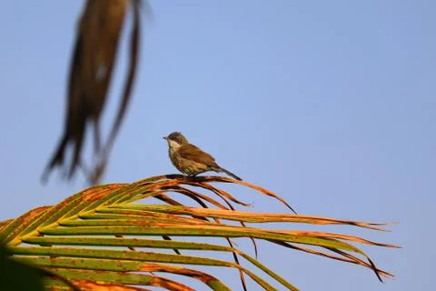 Common tailorbird Stock Photos
