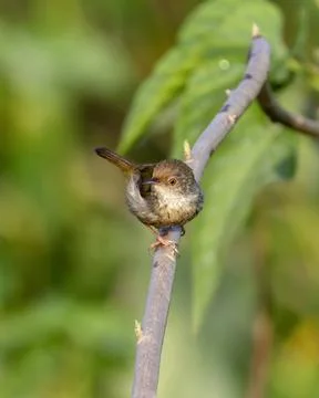Common tailorbird Stock Photos