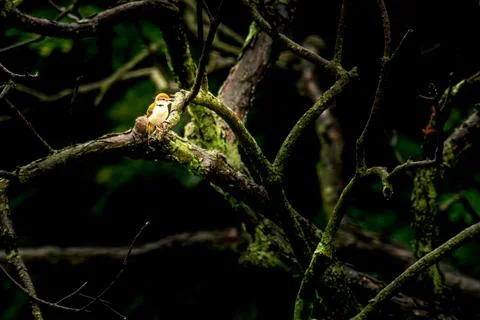 Common Tailorbird Stock Photos