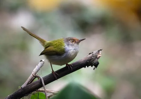 Common tailorbird sitting on a tree. Stock Photos
