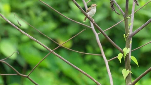 Common Tailorbird on the tree branch Stock Footage 319930306