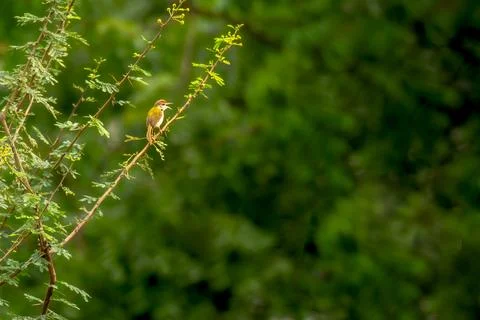 Common Tailorbird on the tree Stock Photos