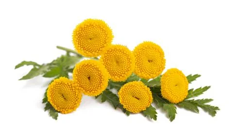 Common Tansy Stock Photos