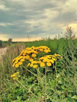 Common tansy Stock Photos